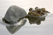 comp_IMG_7003l.jpg