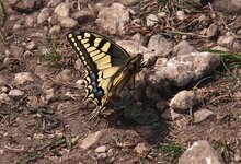 2013.04.26 P. machaon1 P4265236.jpg