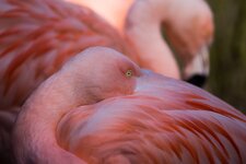Flamingo Kopie.jpg