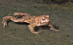 Bufo_bufo_01_scaled_2.jpg