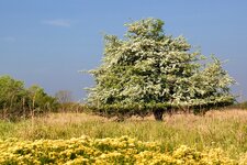 comp_crataegus_x.jpg