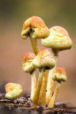 Pilze auf einem Baumstamm-1.jpg