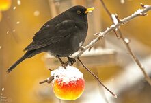 comp_DSC_9462-Amsel.jpg