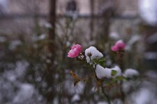 DSC_2640_DxO.jpg