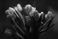Tulpen-SW.jpg