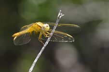 P_AAA2609a.jpg