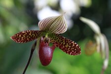 orchideenausstellung2013-28.JPG