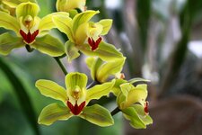 orchideenausstellung2013-32.JPG