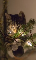 comp_IMG_7741.jpg