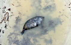 _DSC2100.2.jpg