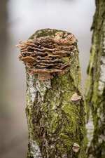 HL5_7069-1.jpg