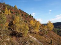 Horizontale in Jena4.jpg