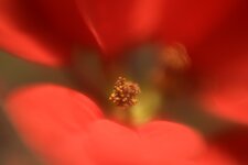 _DSC4244_sm.jpg