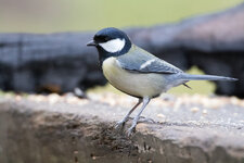IMG_0650_Canon-EOS-7D-Mark-II_EF500mm-f-4L-IS-USM.jpg