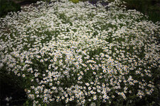 5D3_9687.jpg