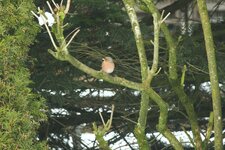 c1_IMG_9553.jpg