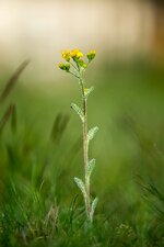 comp_DSC_0680.jpg