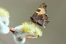 comp_IMG_6812l.jpg