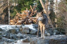 20150131_Wolf-4_small.jpg