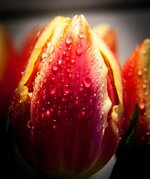 IMG_0523.jpg