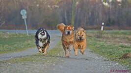 The race is on 1.0.JPG