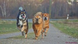 The race is on 1.9.0.JPG