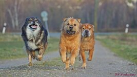 The race is on 1.9.2.JPG