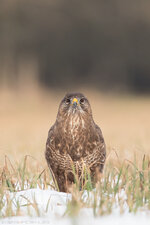 _Q5A9569.jpg _Q5A9569.jpg