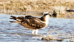 IMGL4279 (94 von 1).jpg