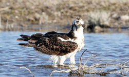 IMGL4279 (95 von 1).jpg