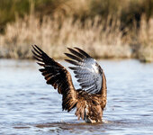 IMGL4279 (96 von 1).jpg