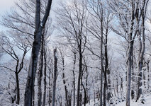 WinterWald2_2013.jpg