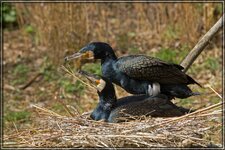 IMG_4008_1.jpg