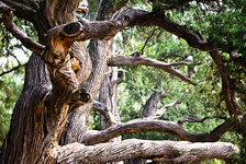 China_Forbidden_City_tree-5369.jpg