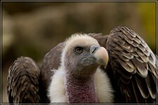 IMG_4226_1.jpg