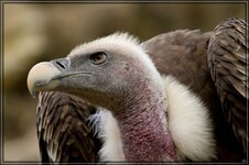 IMG_4229_1.jpg