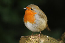 IMG_zf5068.JPG