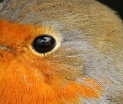 IMG_zf5068_Crop.JPG