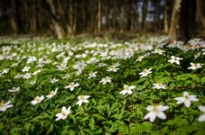 DSC_9822-001.jpg DSC_9822-001.jpg