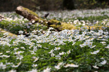 IMG_0956_DSLR.jpg