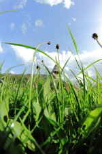 gras fisheye.JPG