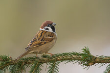 Winter-07879.JPG