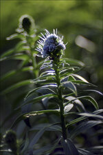 2015.02.08_botanischer_garten_05.jpg