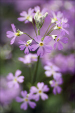 2015.02.08_botanischer_garten_07.jpg