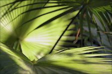 2015.02.08_botanischer_garten_21.jpg