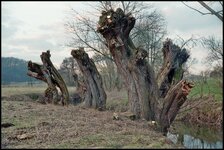 Baum_analog_4.jpg