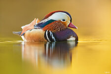 _MG_7311_Mandarinerpel.jpg _MG_7311_Mandarinerpel.jpg