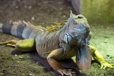 IMG_0444_forum.jpg