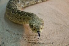 IMG_0484_forum.jpg