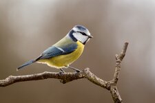 compIMG_4733.jpg